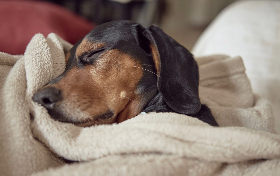 Wieviel Schlaf braucht dein Hund? – THE
